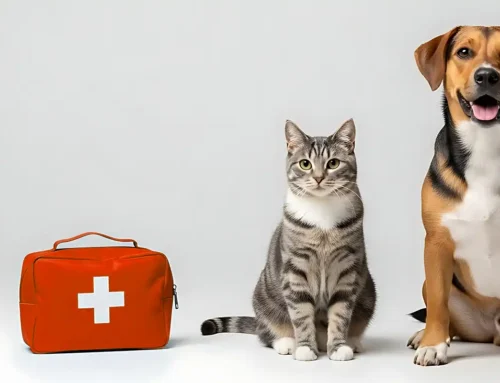 Strandtiger unterstützt Tierschutz