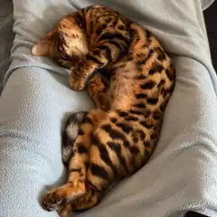  Kleiner Kater operiert