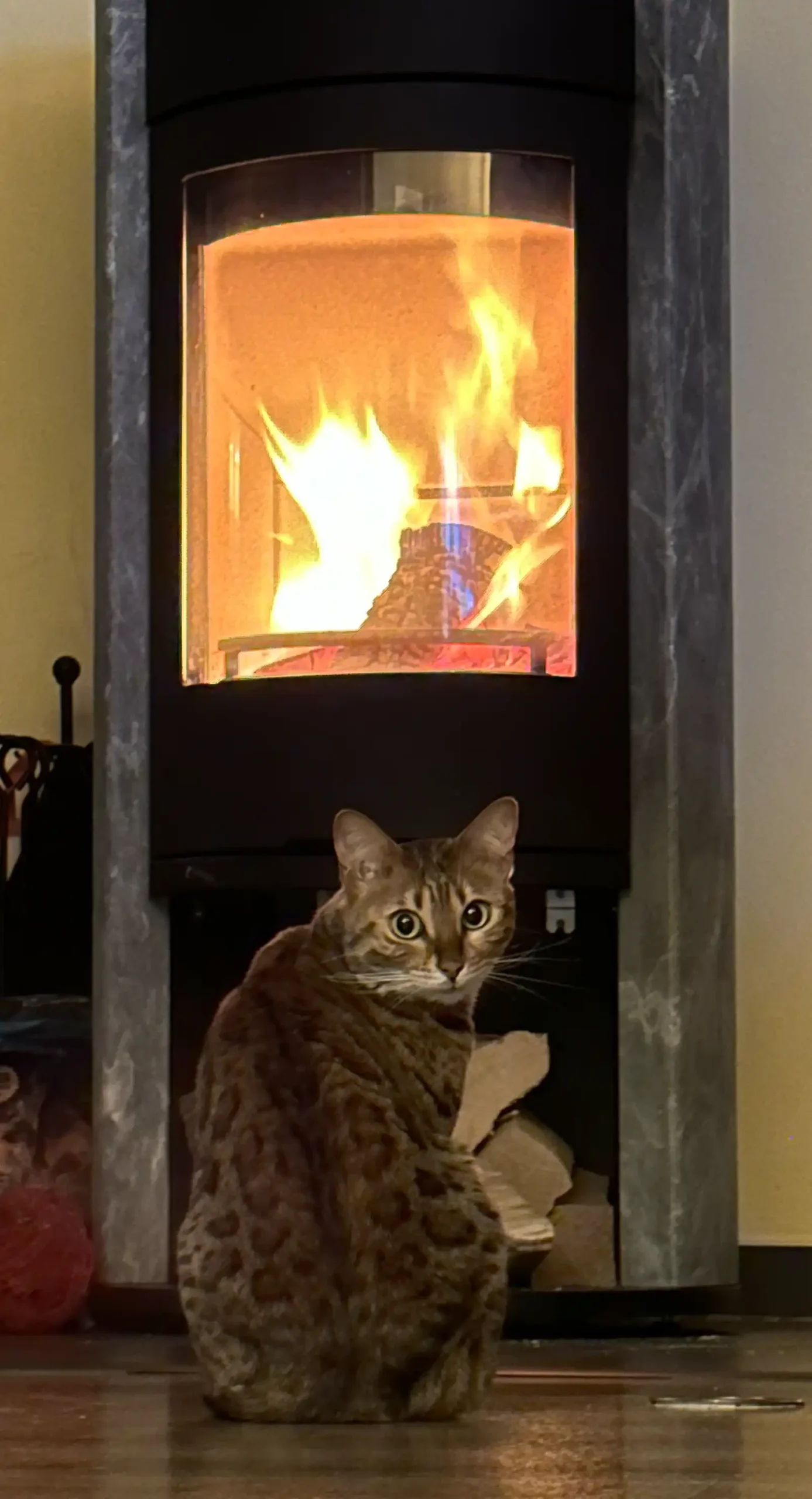 Katze-Kamin Katze in der katzenfreundlichen Ferienunterkunft auf Rügen im Herbst